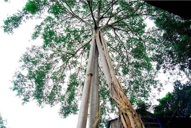 1434401254-szwmanh_3_cay_da_qudi