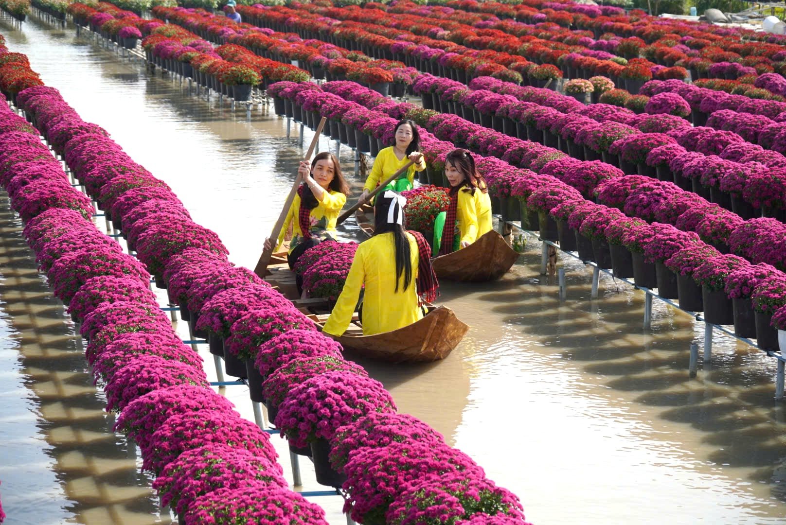 Lạ mắt nhìn loại hoa cúc vô số màu rực rỡ tại làng hoa Sa Đéc những ngày  gần Tết Âm lịch