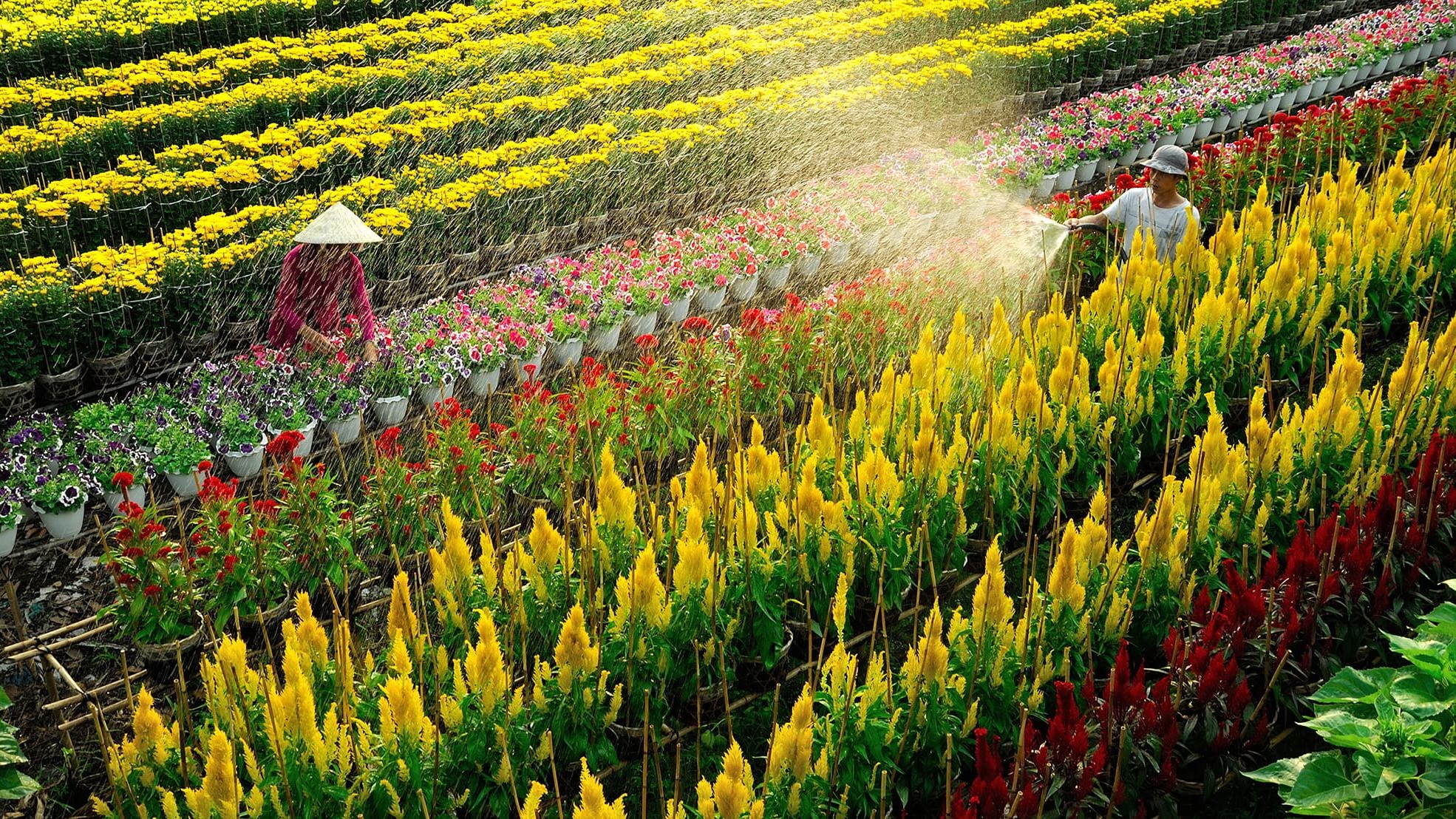 Du lịch Đồng Tháp - vẻ đẹp mơ màng với hồ sen thơm mát