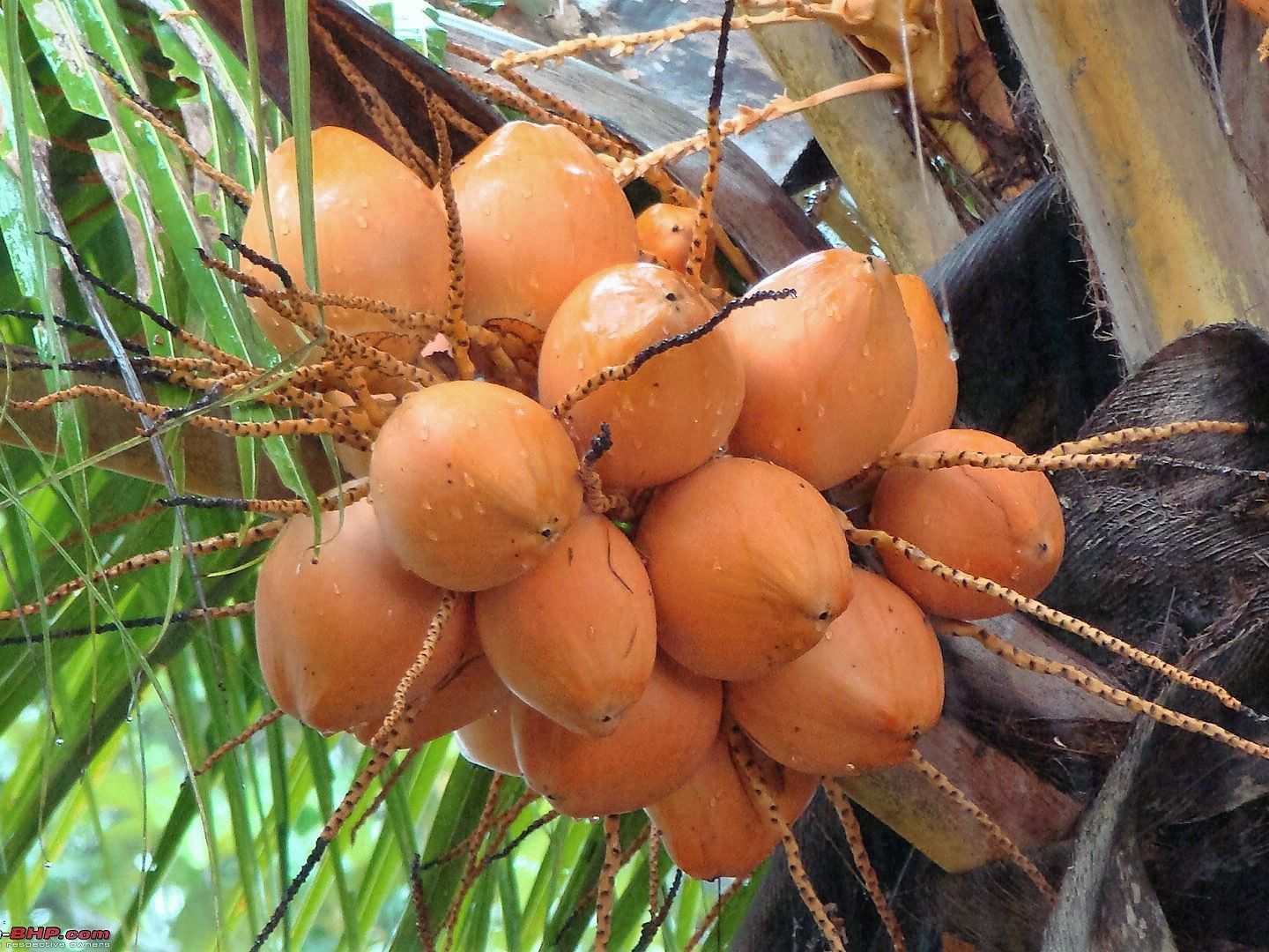 Giống Dừa Xiêm Đỏ Lùn | Cây giống Đại học Nông Nghiệp 1