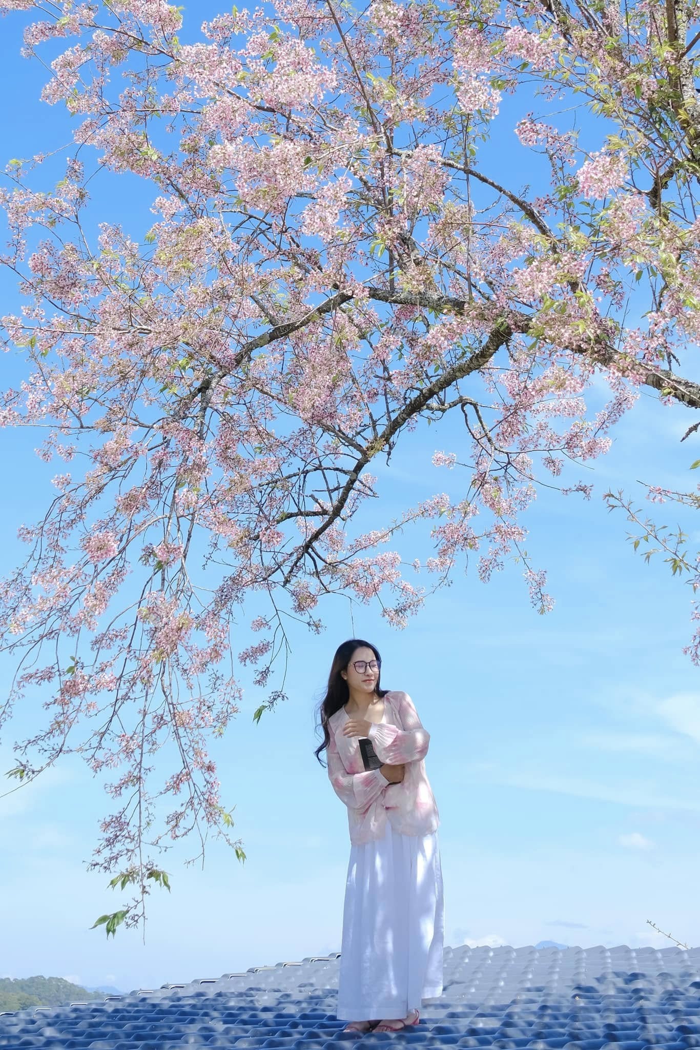 6 điểm chụp ảnh mùa mai anh đào Đà Lạt mộng mơ như phim Hàn