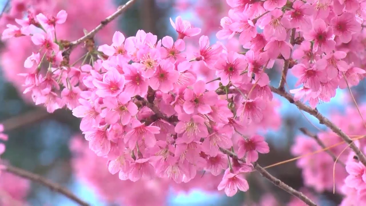 Mai Anh Đào nhuộm thắm phố núi Đà Lạt