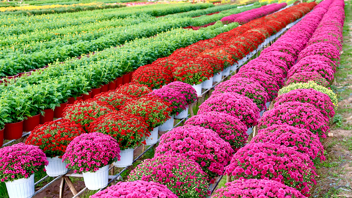 Làng hoa An Thạnh 