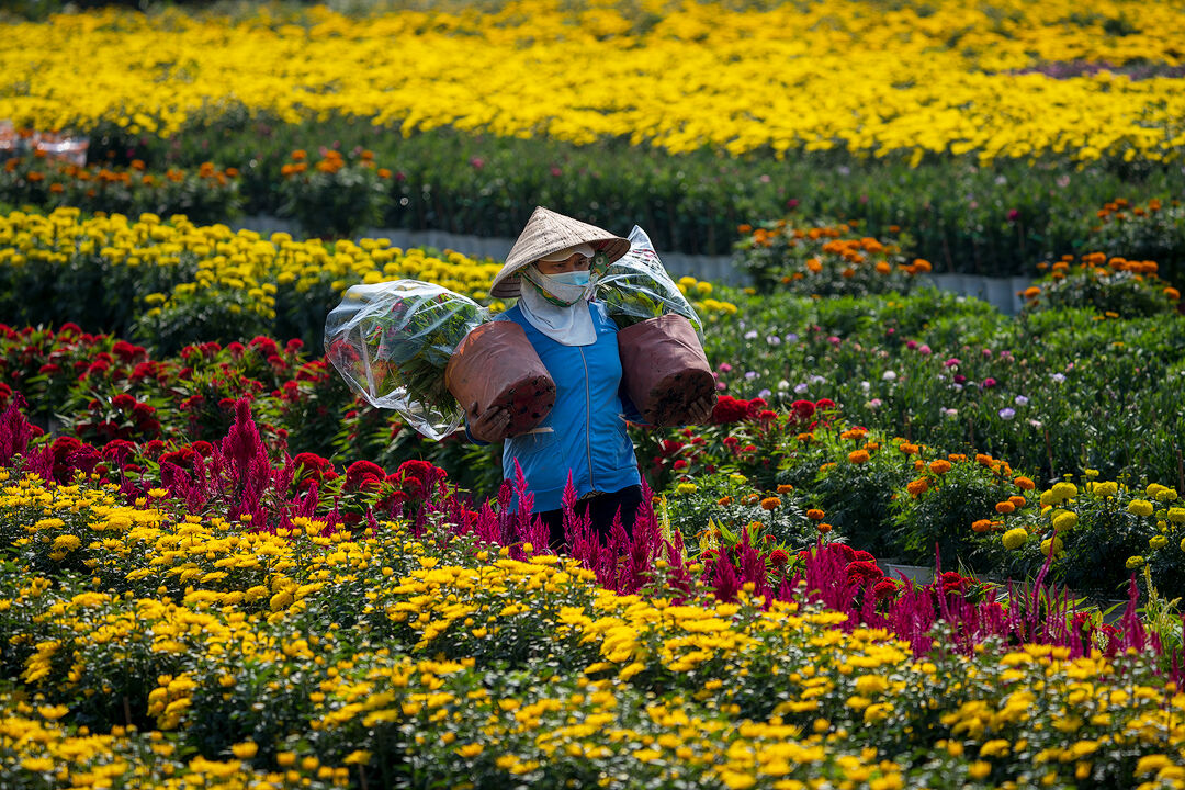 Làng hoa Mỹ Phong 