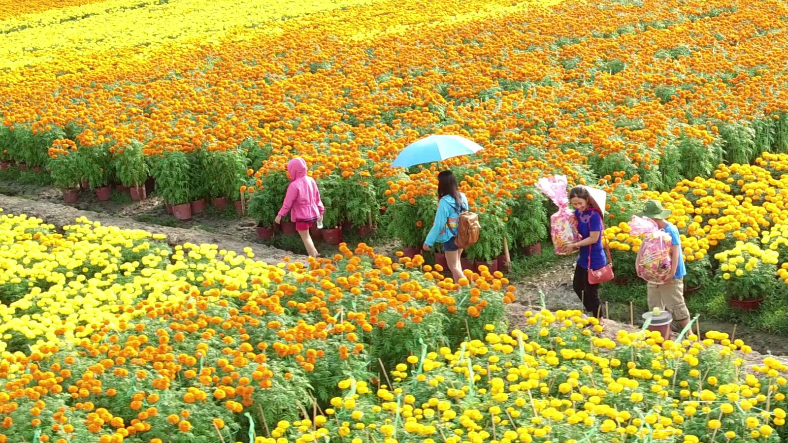 Làng Hoa Sa Đéc, Đồng Tháp