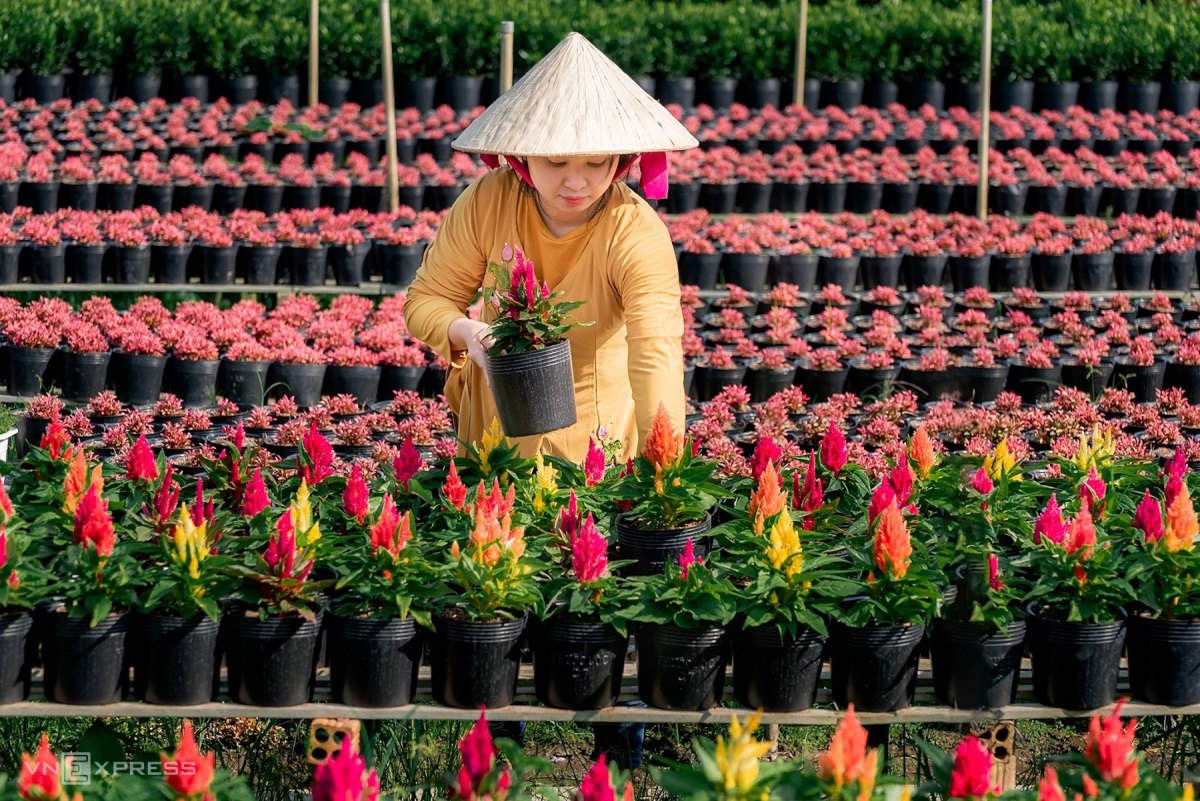 TOUR CẦN THƠ - KHU DU LỊCH XẺO QUÍT – LÀNG HOA SA ĐÉC – CAO LÃNH - ĐỒNG THÁP