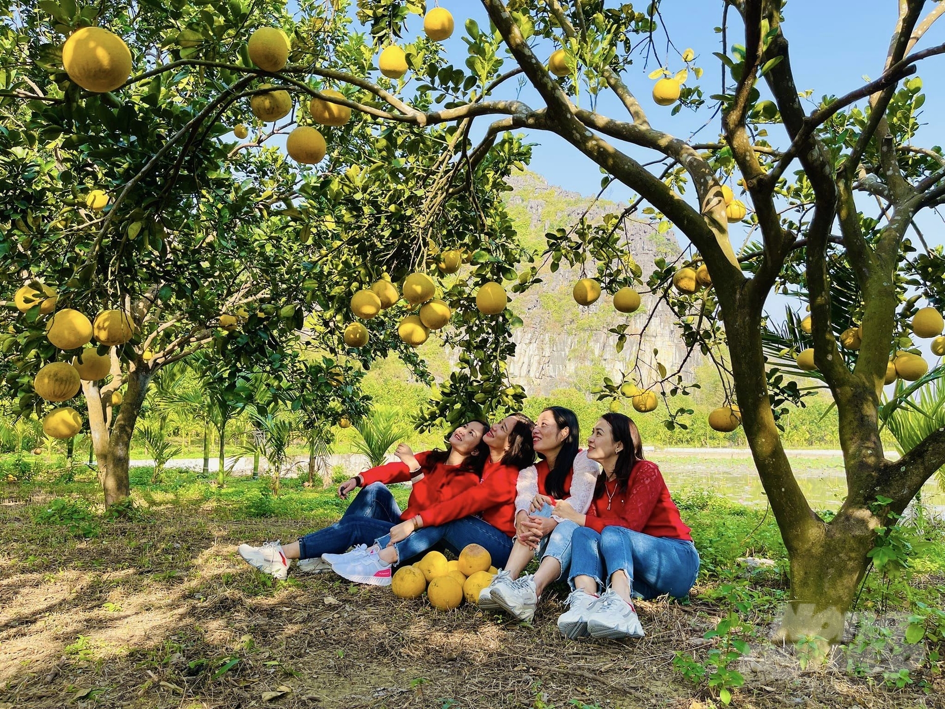 Tour MỸ THO – BẾN TRE | Cồn Lân – Vườn Trái Cây – Lò mật ong – Lò kẹo dừa – Chèo xuồng ba lá – Đi xe ngựa/xe lam –