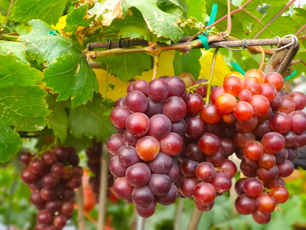 Top vườn nho đẹp nhất Ninh Thuận cho hội mê sống ảo | Harper's Bazaar Việt  Nam