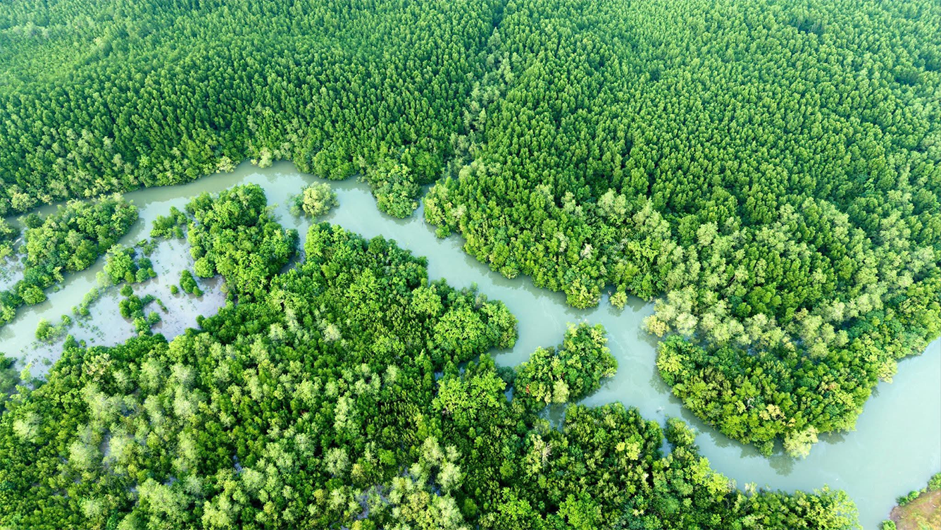 Cánh rừng ngập mặn tại Thiềng Liềng