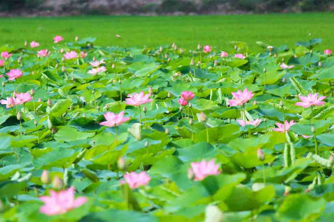 Cẩm nang đi khu du lịch Xẻo Quýt chi tiết