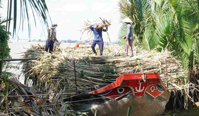 Cù Lao Dung mùa mía ngọt