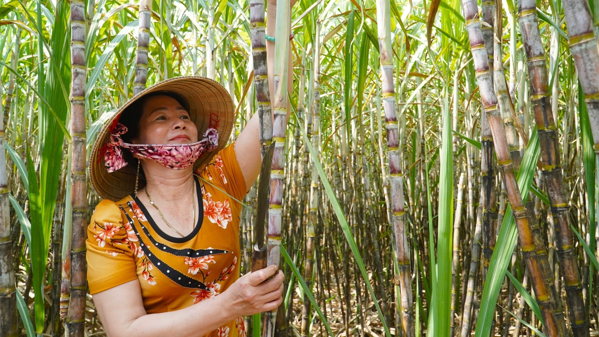 Quyết giữ vững vùng nguyên liệu mía Cù Lao Dung trên 4.000ha